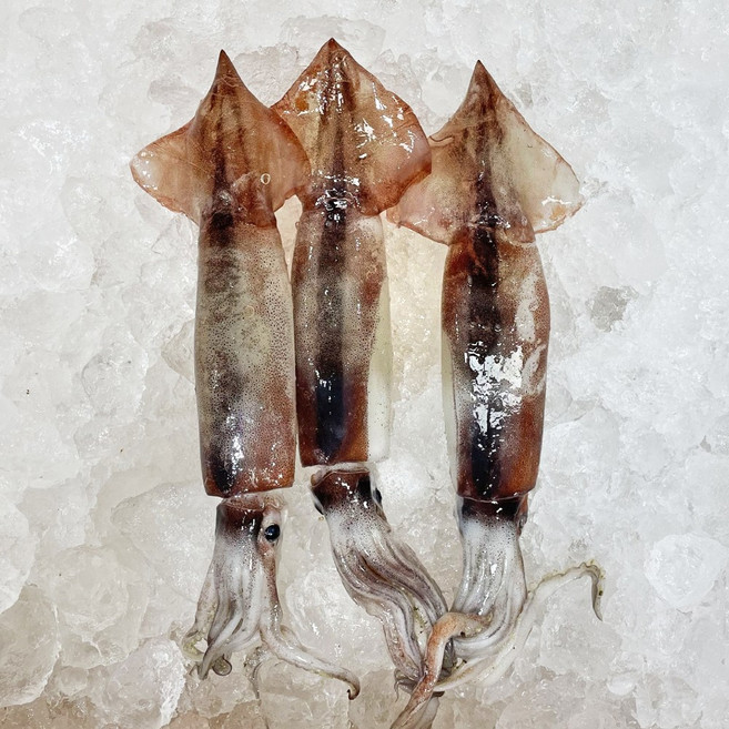 국내산 내장 손질 통 오징어 1kg 10미내외 급냉 통찜 구이, 2개, 500g