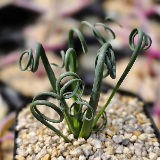 식물교감 미니 알부카 스피랄리스 다육 아프리카 희귀식물, 알부카 스피랄리스 미니