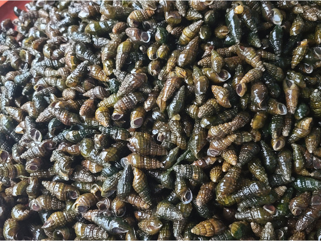 평창 자연산 생다슬기 산지직송 신선당일발송, 1박스, 1kg