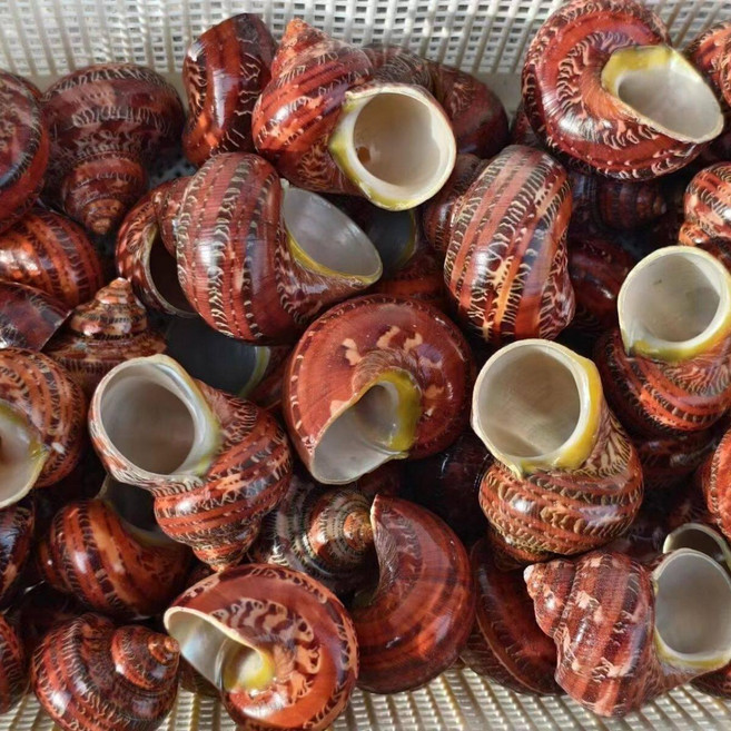 소라게 교체용 쉘 애완달팽이 집 쉼터 용품, 5. 1개 직경2.6cm