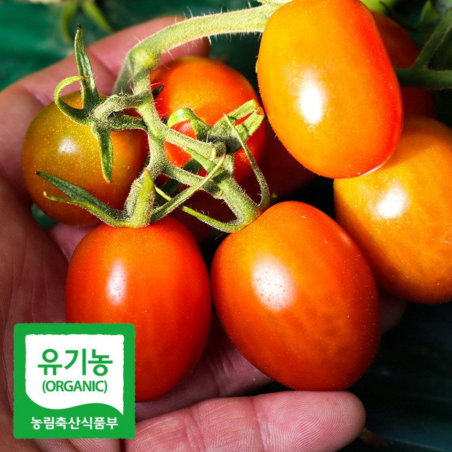 초록초록팜 유기농 대추 방울 토마토 친환경 방토, 1박스, 1kg
