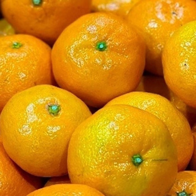 제주도 고급 감귤 대과 10kg 고당도 과일 건강 간식