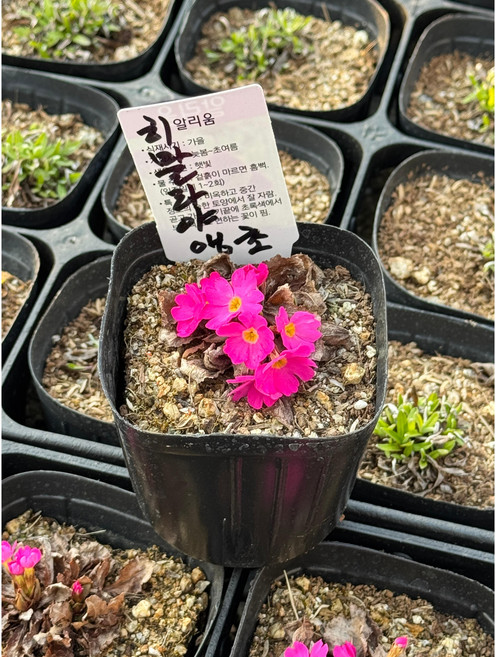 히말라야앵초 다년생 야생화 9cm 포트 노지월동 희귀식물, 1개