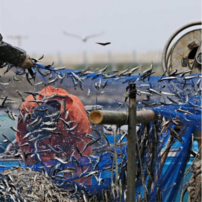 남해 손질 생멸치 찌개 탕 조림 튀김 김장용, 1개, 손질 생멸치 500g 내외(냉동)