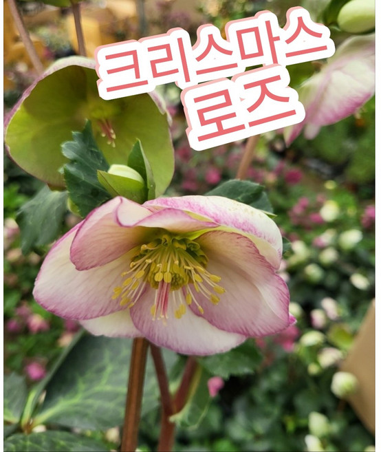 크리스마스로즈 중품/아무리 추워도 꽃을 피우는 크리스마스로즈, 1개