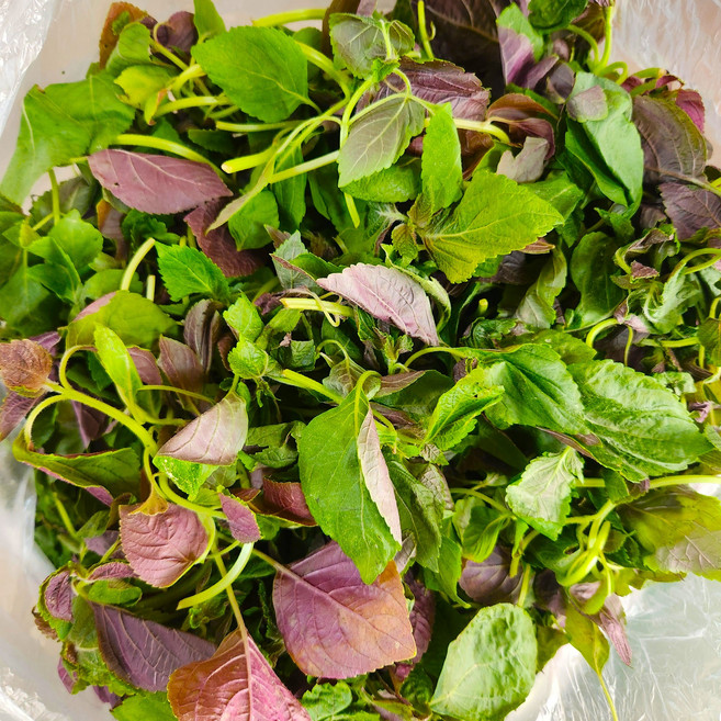 국내산 깻잎순 어린잎 손질 깨순, 1kg