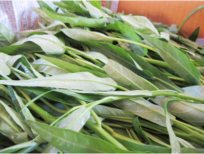 월드팜 공심채 1kg/1box/모닝글로리/경남진주/산지직송/당일발송, 1kg, 1박스