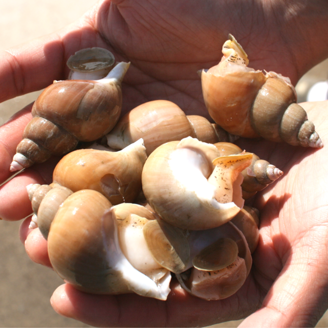 [산지직송] 동해 포항 활 백고동 생물 백골뱅이, 1개, 1kg (대)