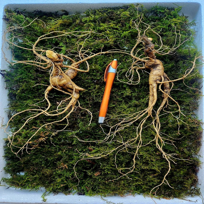 천생삼 야생방치삼 20년근 특상품 산삼 산양삼 산양산삼 장뇌삼, 5뿌리