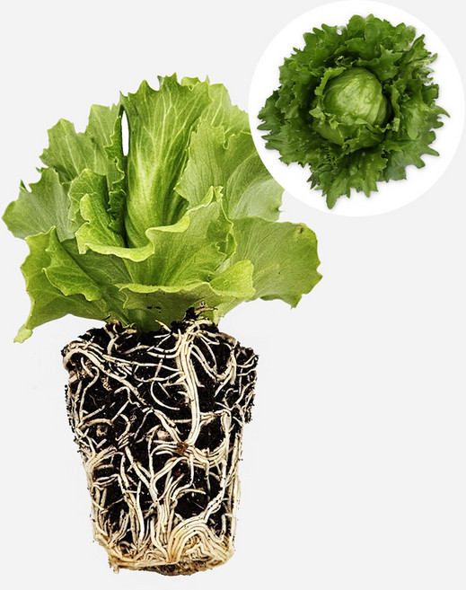 마이플랜트 아이스버그 마무틱 유럽 상추 모종, 1개