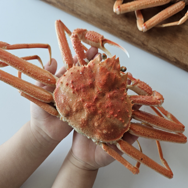 [담미로] 북해도 자숙대게 12-15미 내외 수율80%이상 박달대게 홈파티, 1박스, 3.5kg