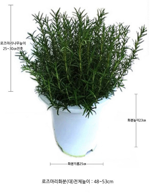 순희농장 로즈마리화분 (대품) 48~53cm 로즈마리 공기정화식물 향기나는식물, 로즈마리화분(대), 1개