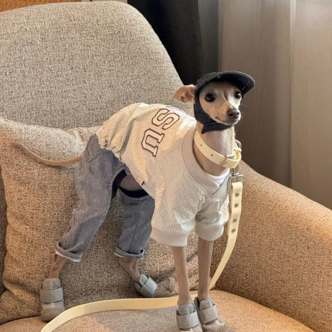 아이쥐옷 이탈리안 그레이하운드 휘핏 가을 강아지 옷 R, 1개, A_중그레이