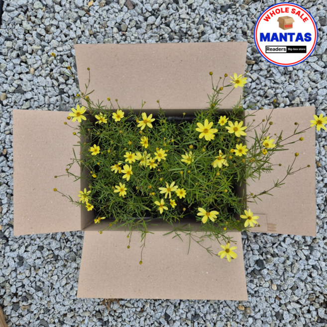 문빔 노랑 숙근코스모스 25개세트 오래피는꽃 야생화 노지월동식물 다년생식물, 1개