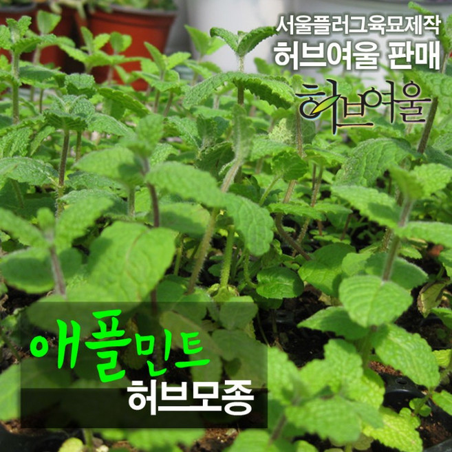 애플민트 (식용허브 허브티 모히토 노지월동) 허브모종 10개 (서울육묘생산 정품모종), 1개