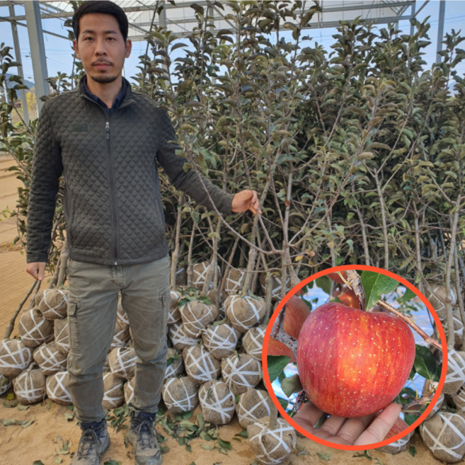 사과나무 묘목 3-5년생 결실주 시나노골드 감홍 아리수 부사 홍로, 1개, 시나노골드 4년생