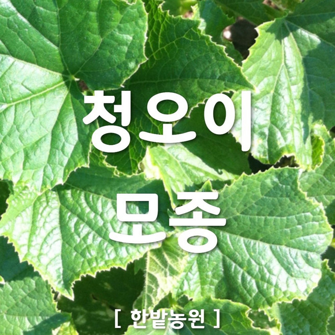 채소 모종 ~ 각종 묘종. 베란다 텃밭 세트 공기정화식물 허브 씨앗 채소모종 ~, H045 청오이 모종 2개