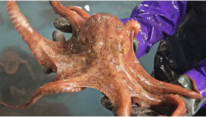 남해 자연산 돌 문어 국내산 1kg 자숙문어 손질문어 [원산지:국산(전라남도 여수시)], 1개, 당일조업 활문어 1kg(2~4미)