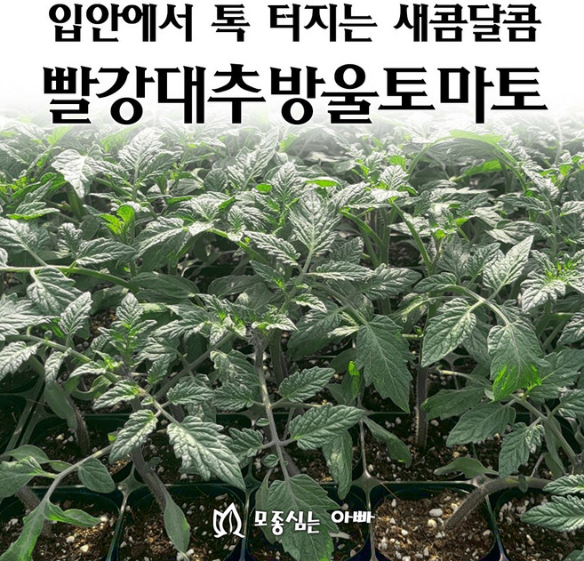 [모종심는아빠] 입안에서 톡 터지는 새콤달콤 빨강대추방울토마토 베타티니, 모종1컵, 1개