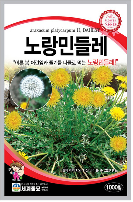 모칸도 노랑민들레 씨앗 2000립 노랑 세계종묘 꽃씨 꽃씨앗, 1개