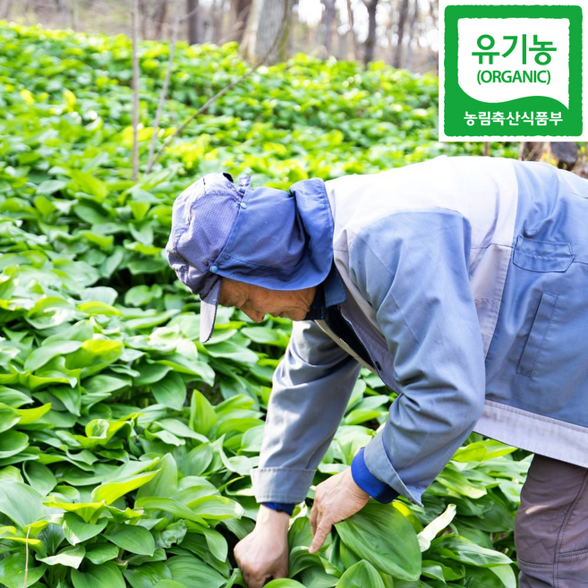 산에서 자란 유기농 명이나물 산마늘 줄기명이 잎명이, 1박스, 2kg