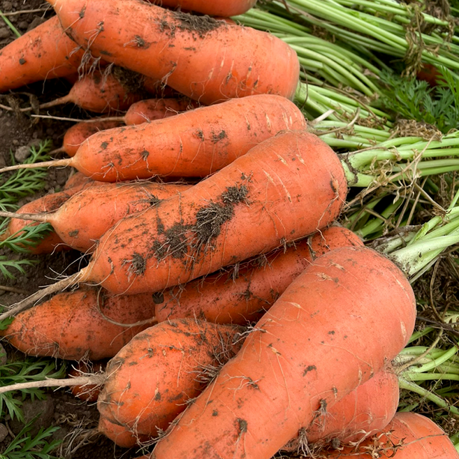 [싱싱냠냠] 국내산 흙당근 햇당근, 1개, 5kg(특)