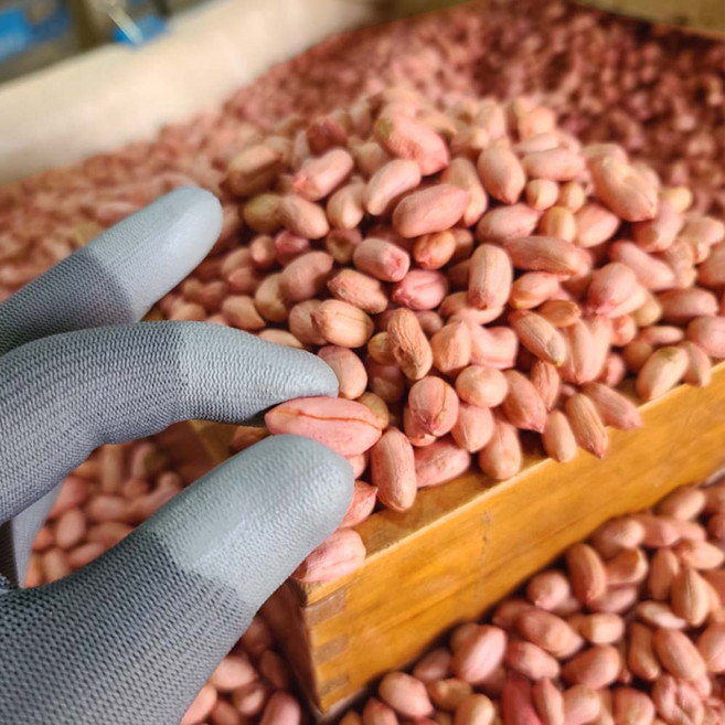 국산 생 땅콩 남지땅콩 국산땅콩 창녕땅콩 햇땅콩 깐땅콩 간단한 맥주안주 집에서 술안주, 2개