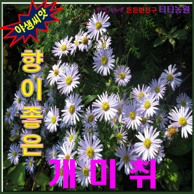 야생씨앗/향이 좋은 개미취 1kg 약 7 000립, 1개