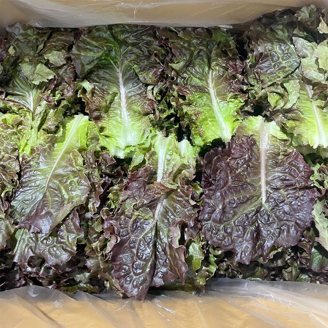 국내산 쌈채소 적상추(특) 4kg, 1개