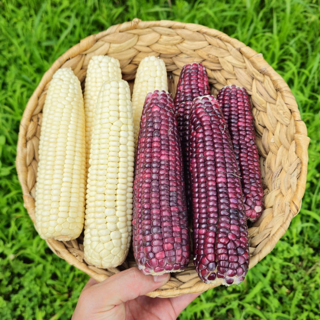 맛있는 강원도 찰옥수수 미백옥수수 냉동 특품, 상품 (14cm이하) 10개입, 1개, 10개입 미백 상품 (14cm이하)