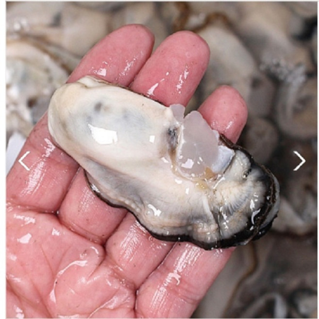 바다애 생굴 모음 1키로소포장/햇생굴/최상품생굴/깐굴, 1kg