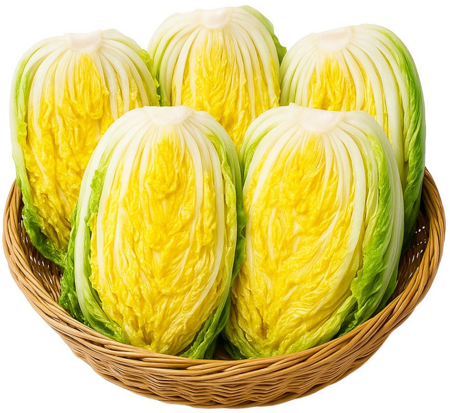 [선별최상품] 해남 절임 절인 김장 배추 HACCP 인증 산지직송 디아머스, 2~5일후 전화 문자 배송일정 안내, 1박스, 20kg