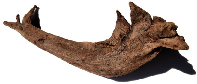 혼우드 타입 와일드 유목 소(15cm 내외) 2개