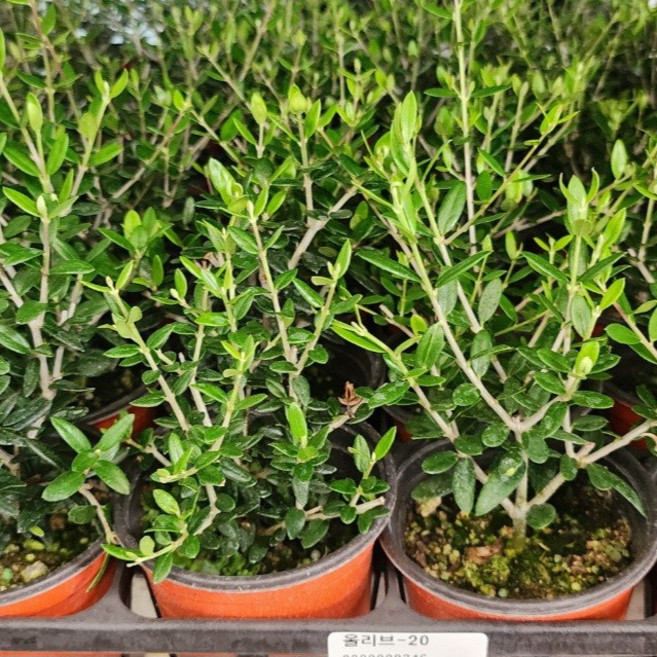 올리브나무 3개발송 소품 아르베키나 열매 열리는 품종, 1개, 기본