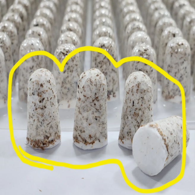 모두다팜 버섯종균 표고버섯종균 607구 버섯종균 캡슐형 성형 버섯재배 버섯키우기 버섯 접종 버섯키트, 1개