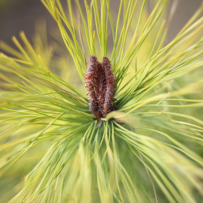 [충북농원] 황금소나무 소나무 분묘, H0.8/분, 1개