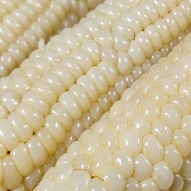 괴산 대학 찰옥수수 냉동 삶은 찐 옥수수 찰치고 고소한, 1박스, 괴산 삶은 대학찰옥수수 냉동 12개(팩당3개)