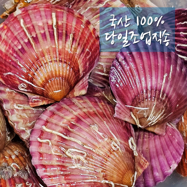 국산100% 통영 홍가리비 당일조업 산지직송 소주안주 혼술, 1개, 1kg(20미 내외)