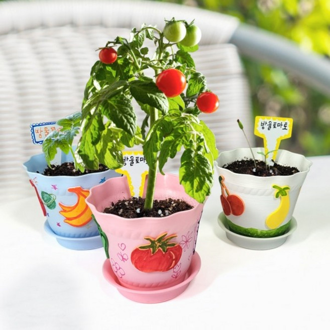 탑키드 [탑키드] 내가 꾸미고 키우는 방울토마토 화분 (5인용)