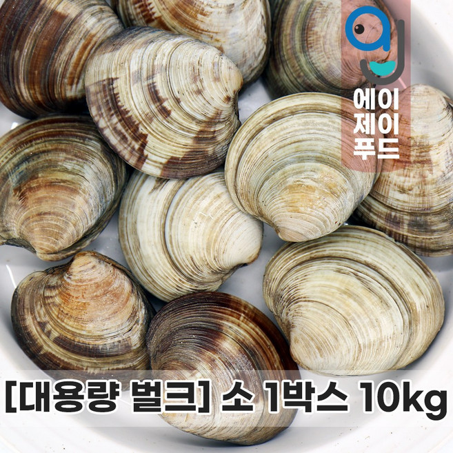 살아있는 활 백상합 10kg 소 (대용량 백생합 중국 냉장조개 생물조개 살아있는 조개 활조개 조개구이 조개찜 백합조개 업장용 도매용), 1박스, 10kg(소)