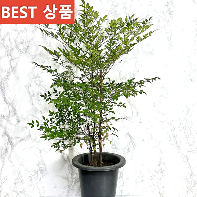 나만의화원 남천 화분 남천나무, 1개