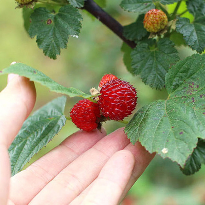 25년 고창 산딸기 급냉 흑산딸기 라즈베리 생과, 1박스, 2kg