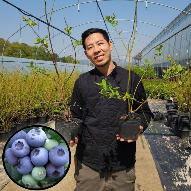 블루베리 묘목 3년생 듀크 블루베리나무 에버그린농원, 듀크3년생