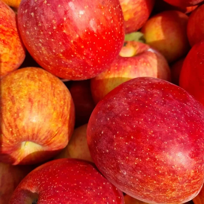 [쫑말이네농장]/GAP인증 꿀부사 /(상품/흠과)/13브릭스이상 당도개별측정/당도보장, 1박스, 꿀부사 10kg /흠과(크기랜덤)