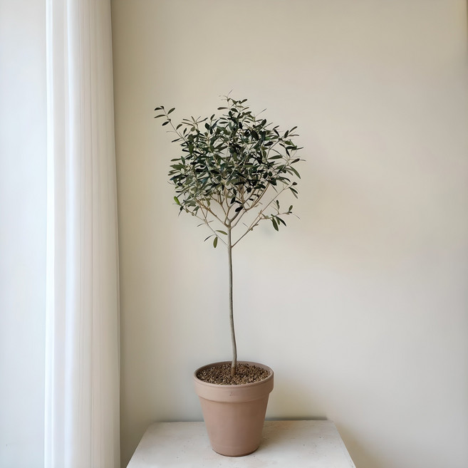 올리브나무 실내 공기정화식물 꽃화분 키우기, 1개, 01_올리브나무외목대플라스틱화분K