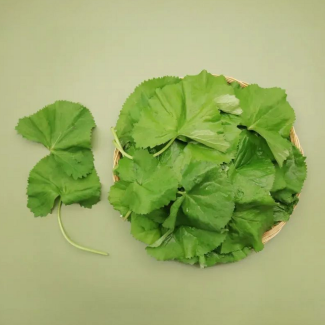 [채소밭식탁] 신선한 국산 생 곰취 봄나물 제철 곰취나물, 500g, 1개