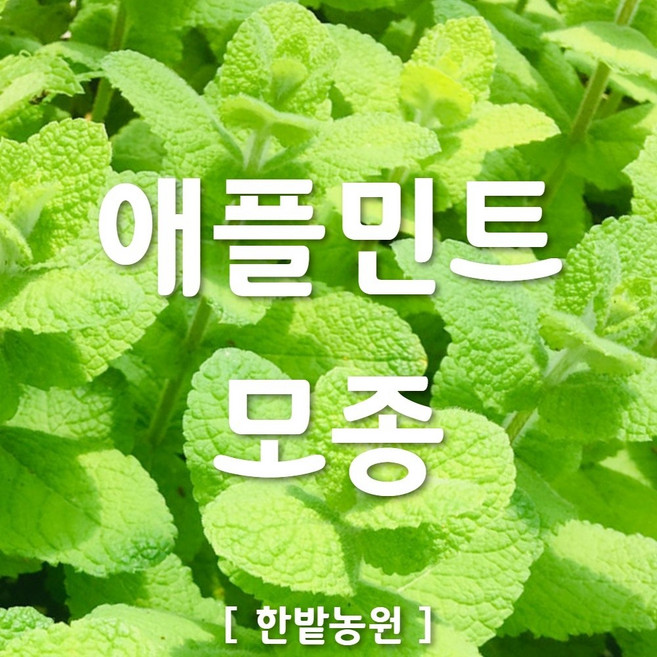 채소 모종 ~ 각종 묘종. 베란다 텃밭 세트 공기정화식물 허브 씨앗 채소모종 ~, H104 애플민트 모종 1개