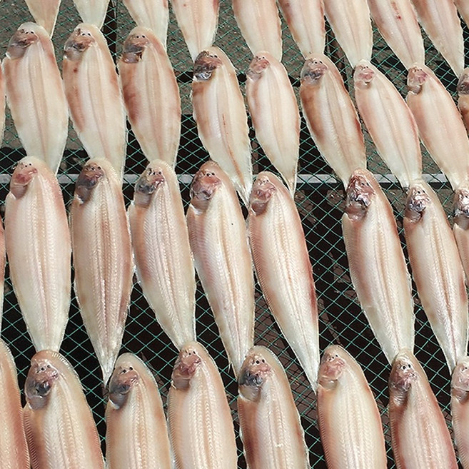 국산 반건조서대 반건조 박대 5미 10미 반건조생선, 1개, 반건조 박대 가정용 10미