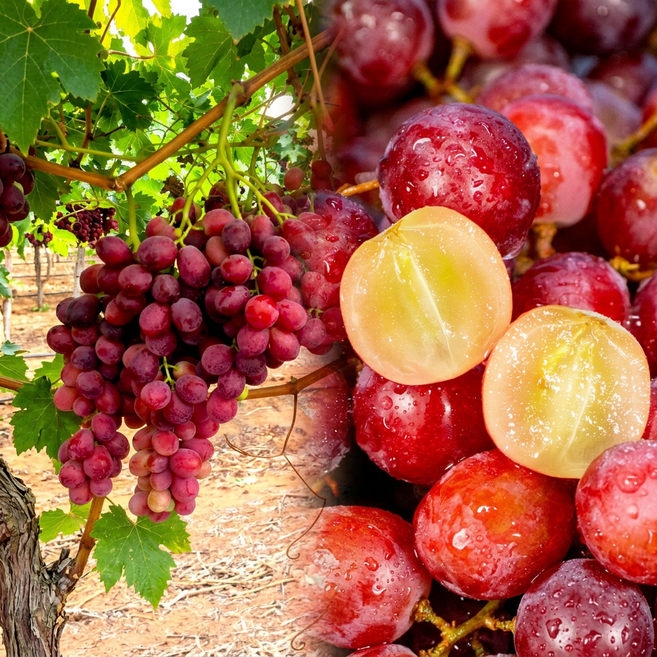 [20brix고당도] 신품종 체리크러쉬&파이어크런치 씨없는 체리 수박 포도, 1개, 800g