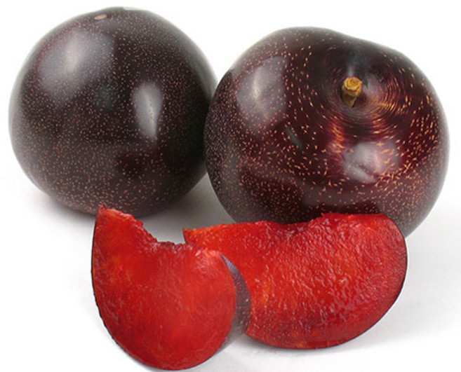 [나무인] 피자두 속빨간자두나무 결실주 무배, 1개